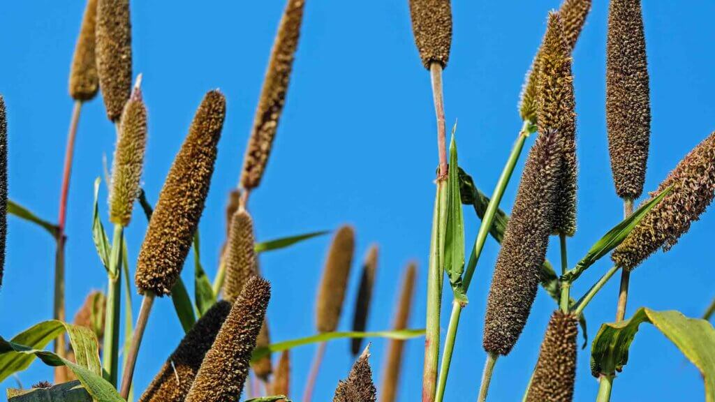Quelles sont les propriétés nutritionnelles de la farine de millet