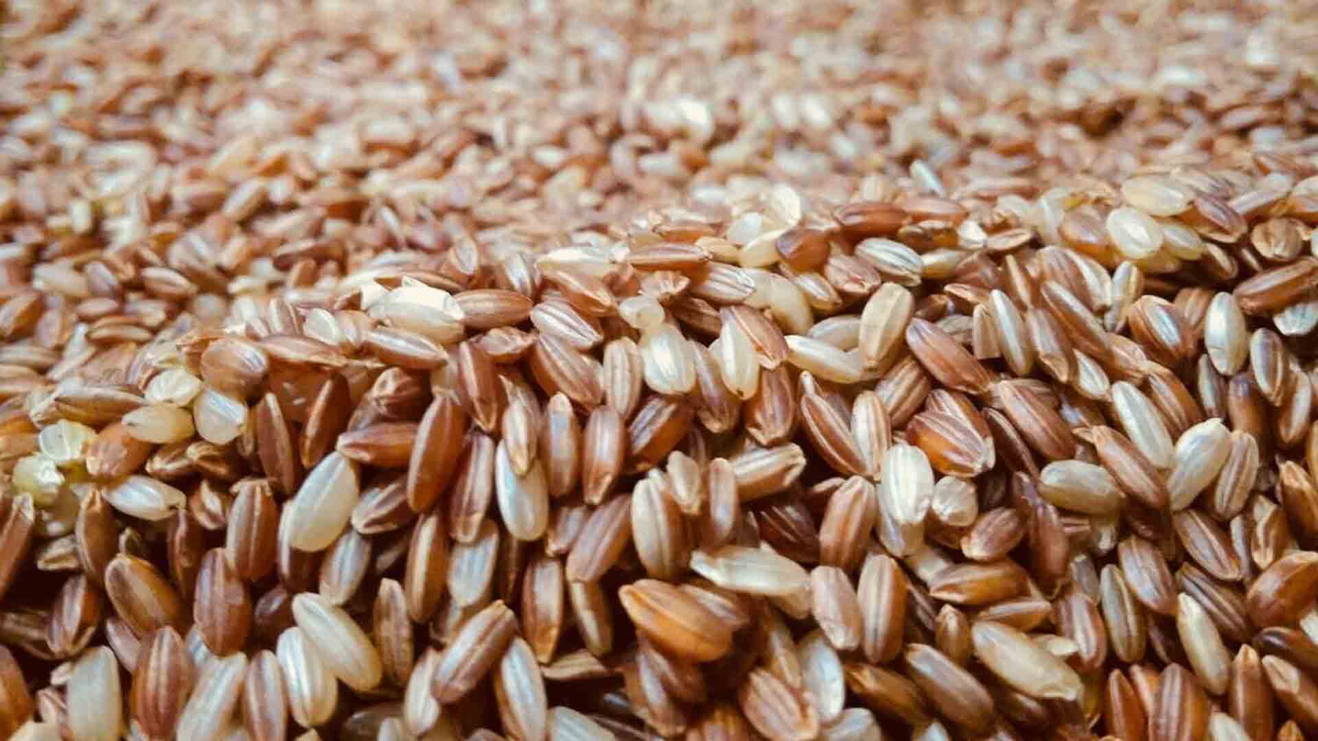 Remplacer les féculents par l’épeautre est bon pour la santé